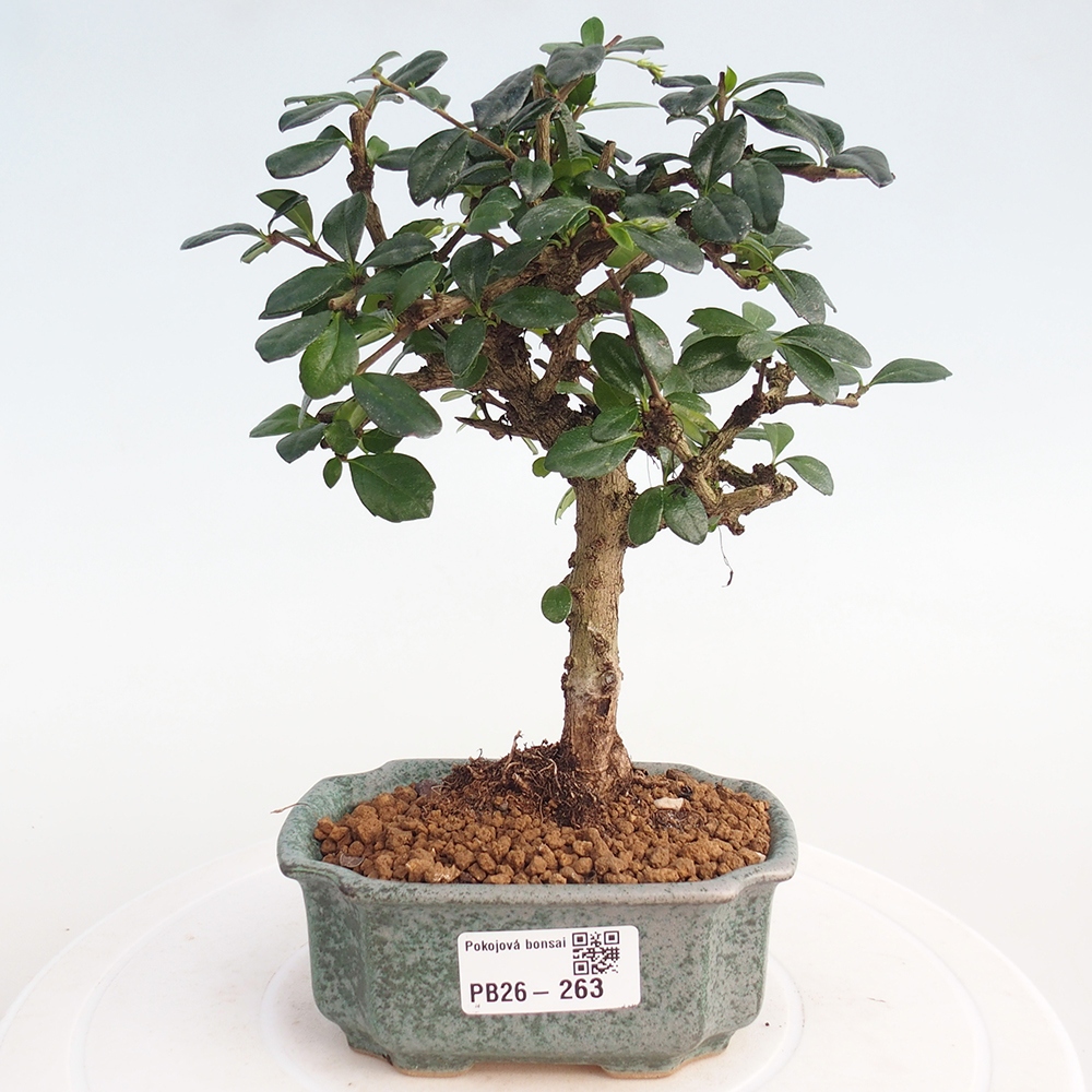 Pokojová bonsai - Carmona macrophylla - Čaj fuki