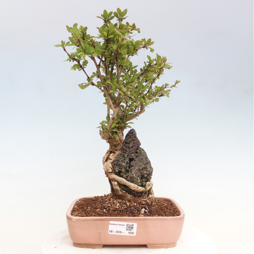 Venkovní bonsai - Berberis coreana - Dřištál korejský