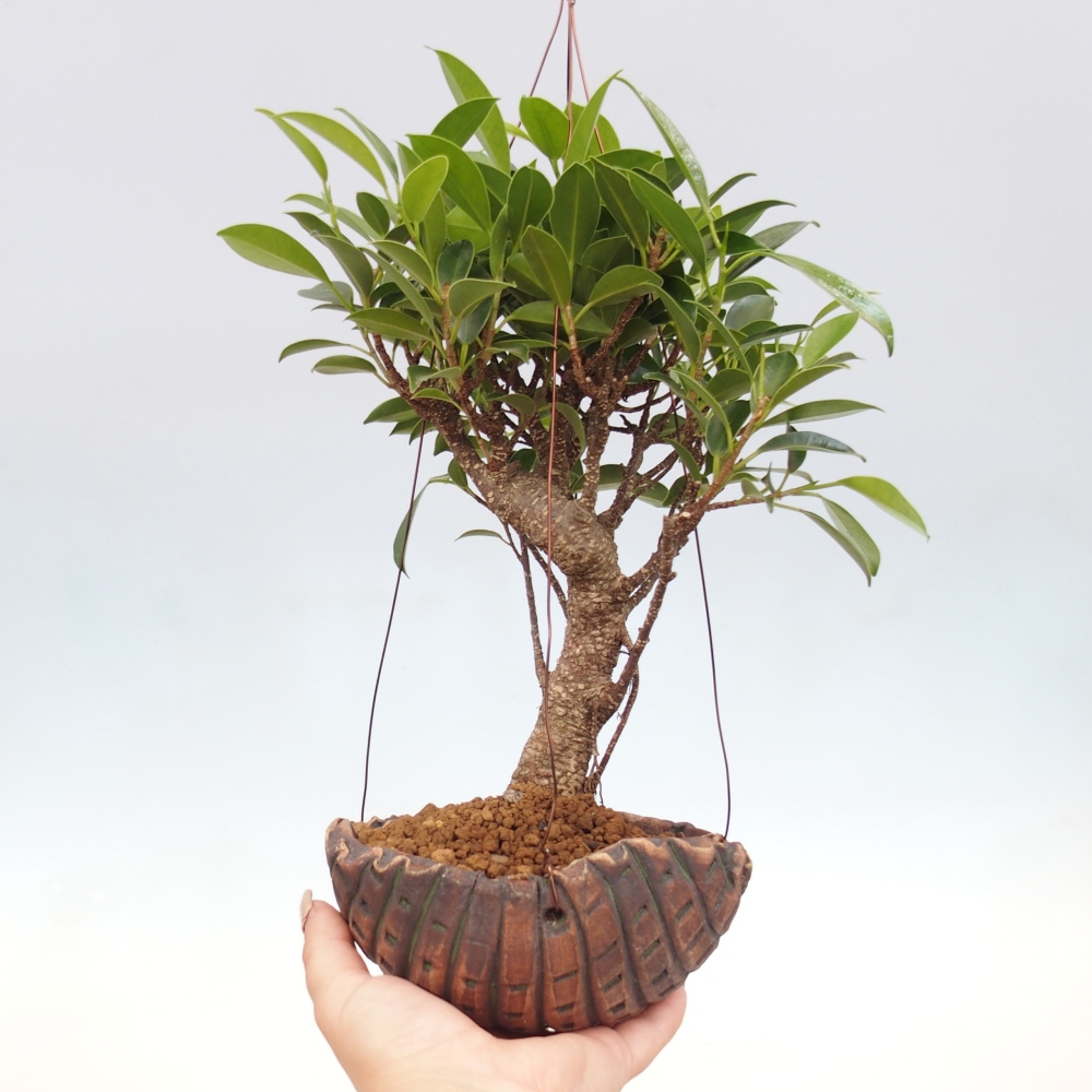 Kokedama v keramice - malolistý ficus - Ficus kimmen