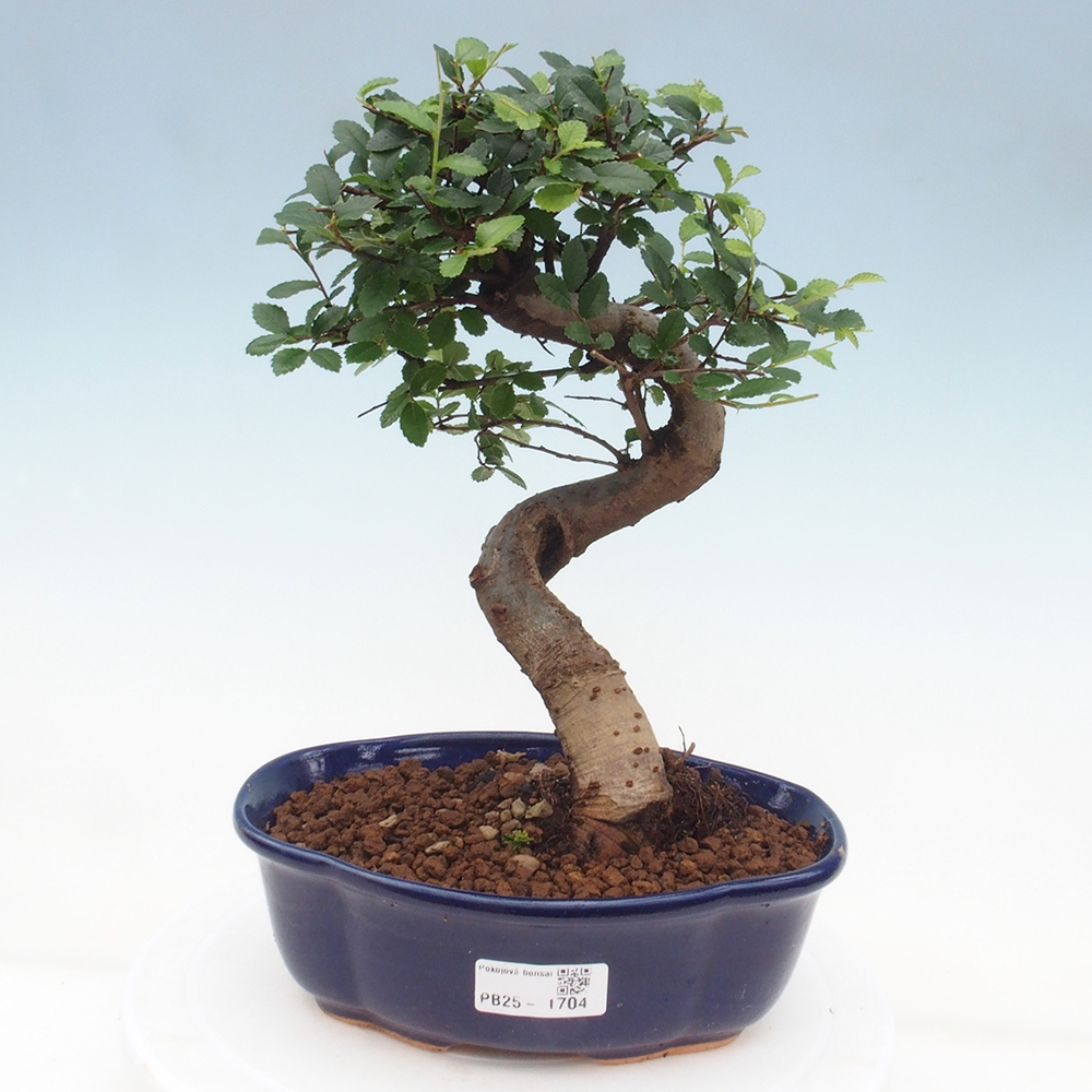 Pokojová bonsai-Malolistý jilm 