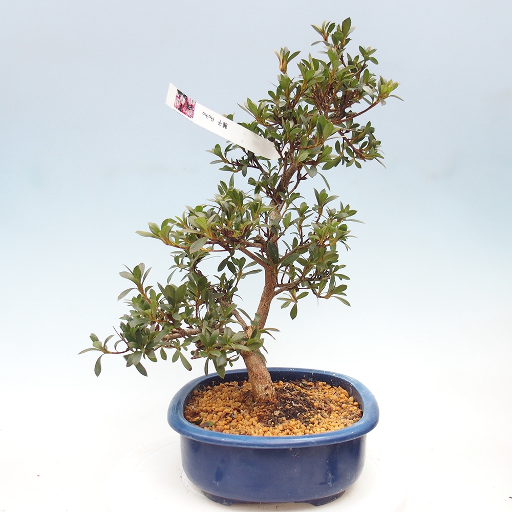 Venkovní bonsai - Japonská azalka - Azalea Reiko