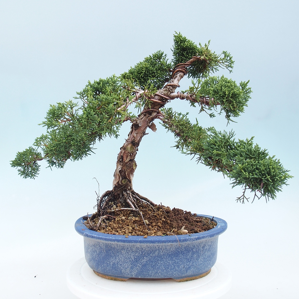 Venkovní bonsai - Juniperus chinensis Kishu -Jalovec čínský