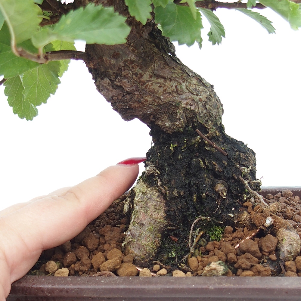 Venkovní bonsai - Zelkova - Zelkova NIRE