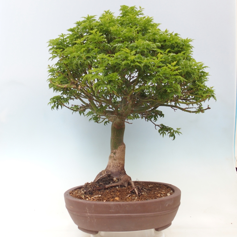 Venkovní bonsai -Javor dlanitolistý Acer palmatum Shishigashira