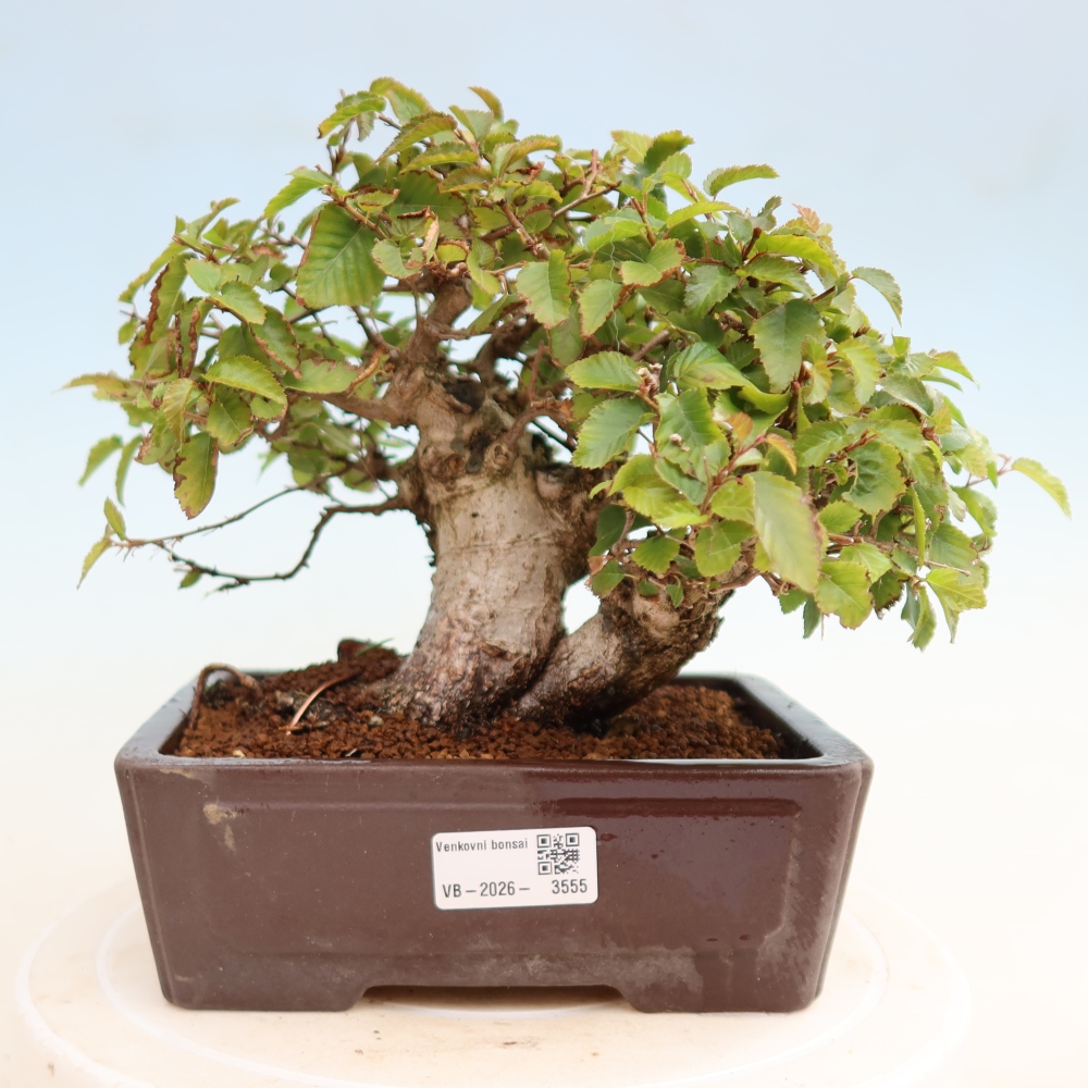 Venkovní bonsai -Carpinus CARPINOIDES - Habr korejský