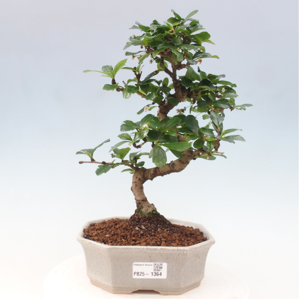 Pokojová bonsai - Carmona macrophylla - Čaj fuki
