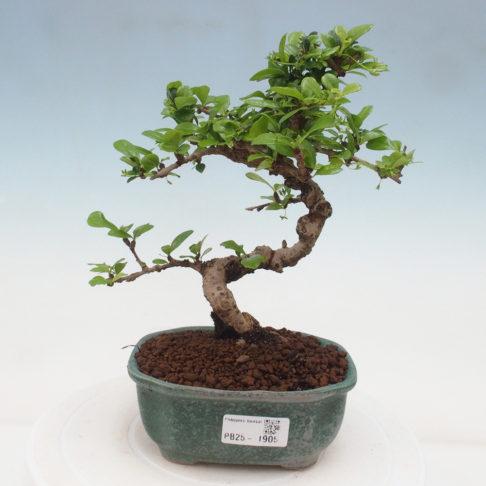 Pokojová bonsai - Carmona macrophylla - Čaj fuki
