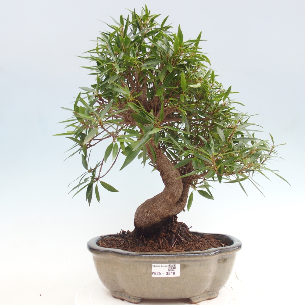 Pokojová bonsai - Ficus nerifolia -  malolistý fíkus