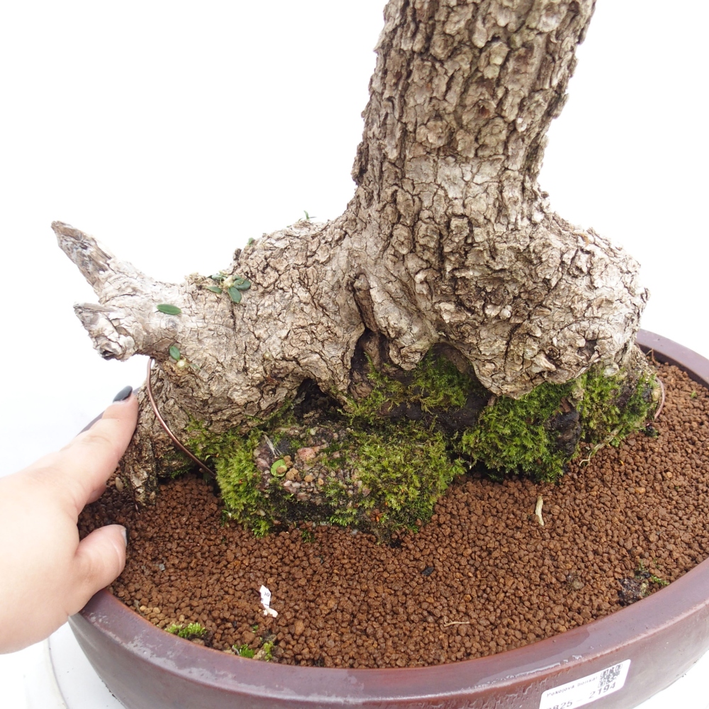 Pokojová bonsai - Olea europaea sylvestris -Oliva evropská drobnolistá