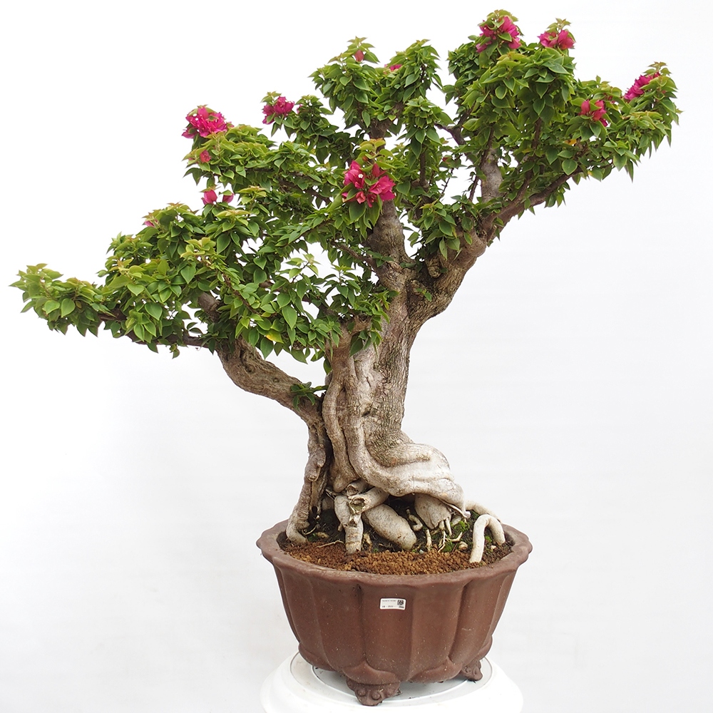Pokojová bonsai - Bouganwilea