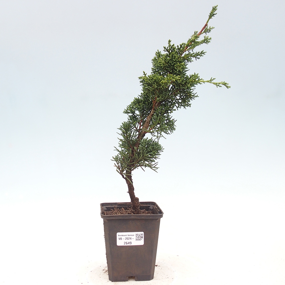 Venkovní bonsai - Juniperus chinensis Kishu -Jalovec čínský