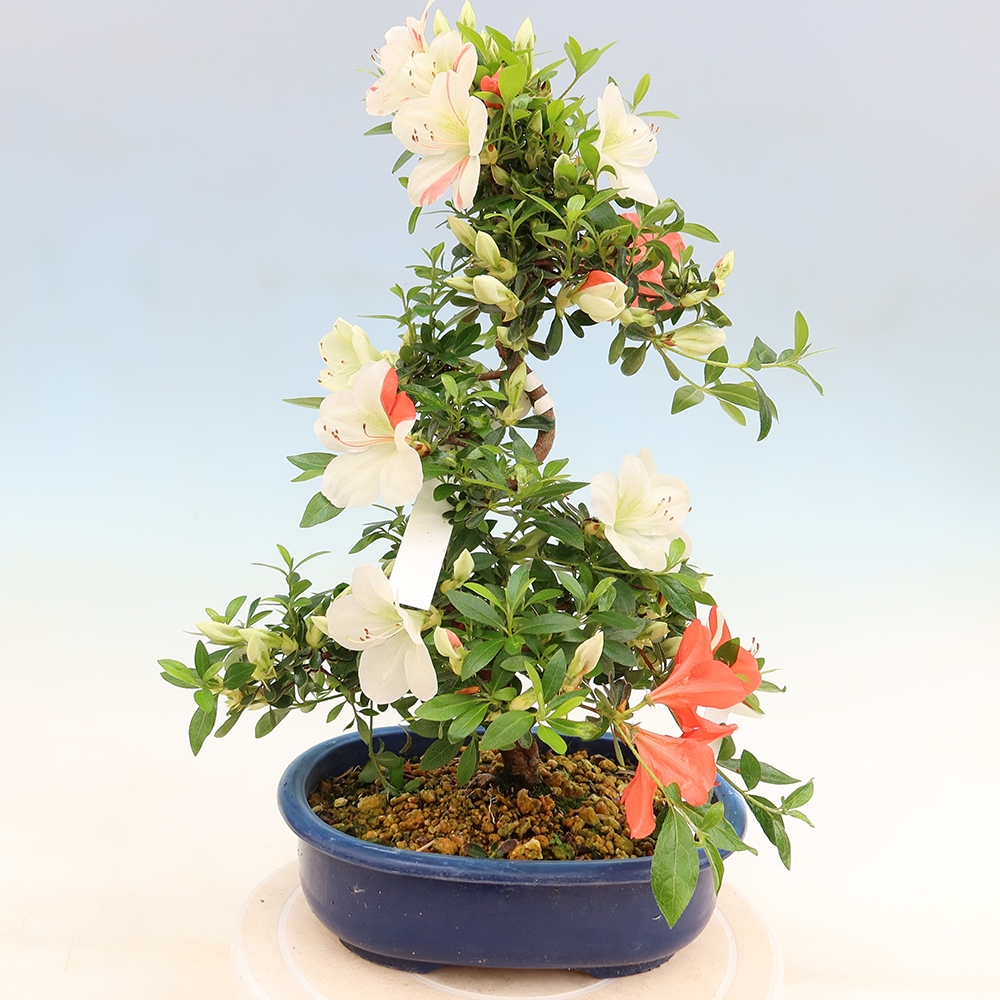 Venkovní bonsai - Japonská azalka - Azalea Asahi-no-izumi