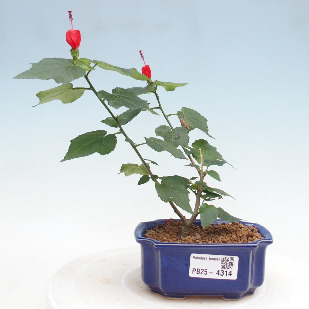 Pokojová bonsai - Malvaviscus arboreus - ibiškovec dřevnatý