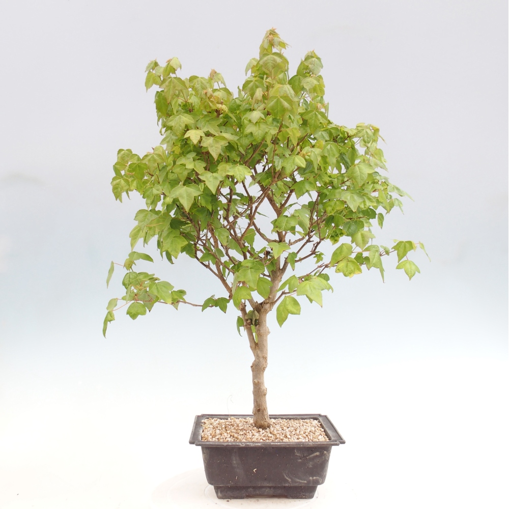 Venkovní bonsai - Acer Buergerianum - Javor Burgerův