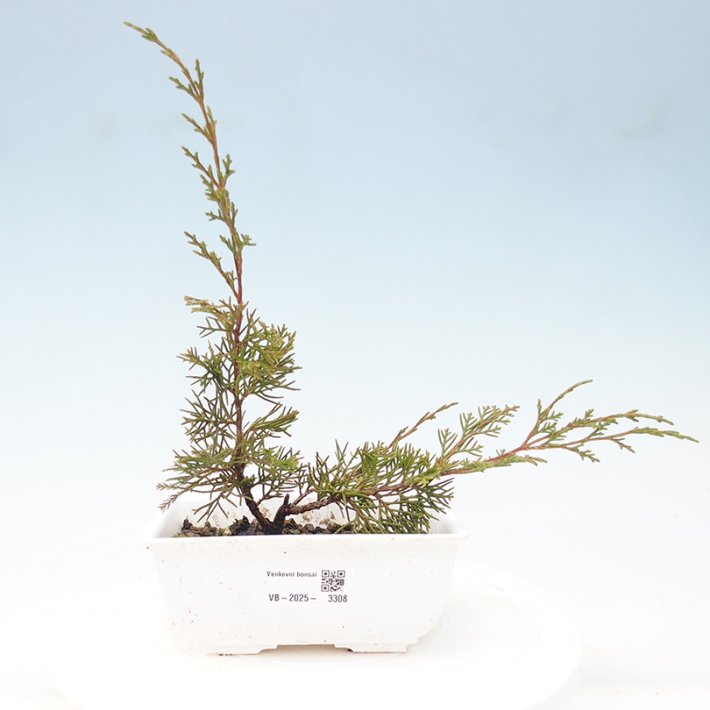 Venkovní bonsai - Juniperus chinensis Itoigawa -Jalovec čínský