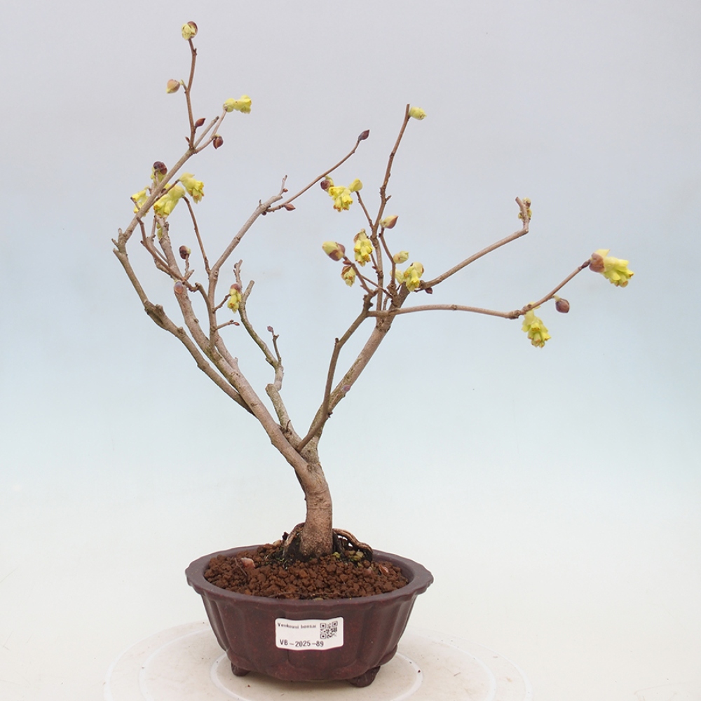 Venkovní bonsai - Lískoveček - Corylopsis Spicata