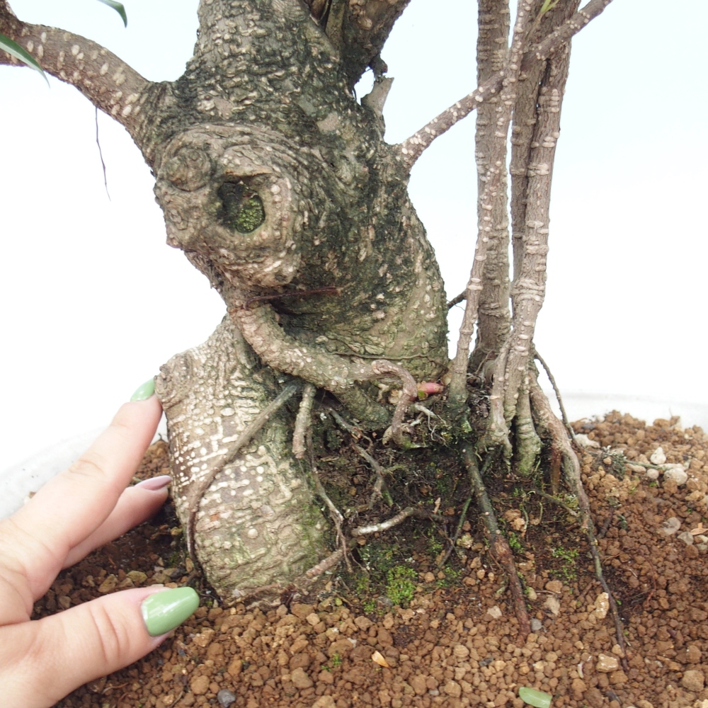 Pokojová bonsai - Ficus kimmen -  malolistý fíkus - POUZE OSOBNÍ ODBĚR nebo paletová přeprava