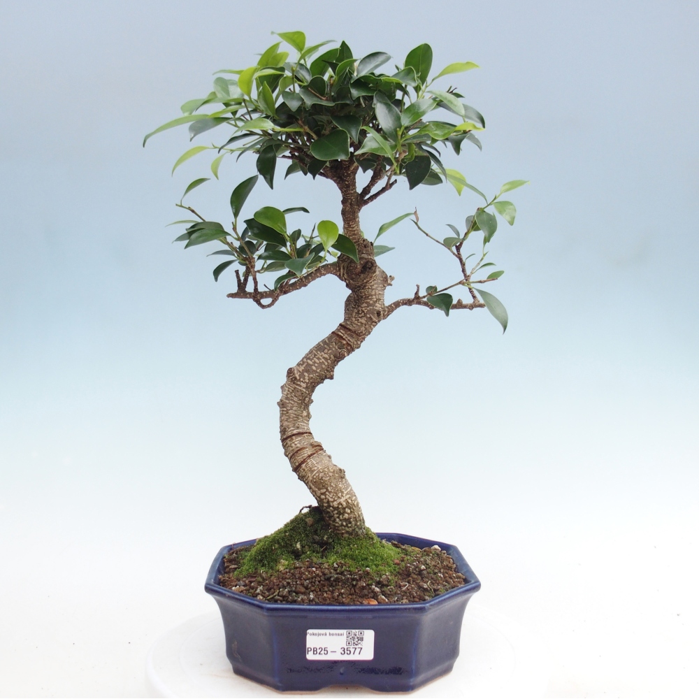 Pokojová bonsai - Ficus retusa -  malolistý fíkus