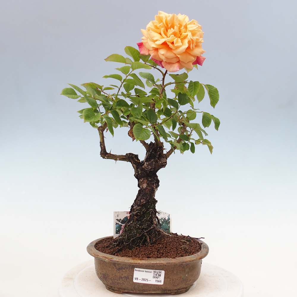 Venkovní bonsai - Rosa Kordes -  růže