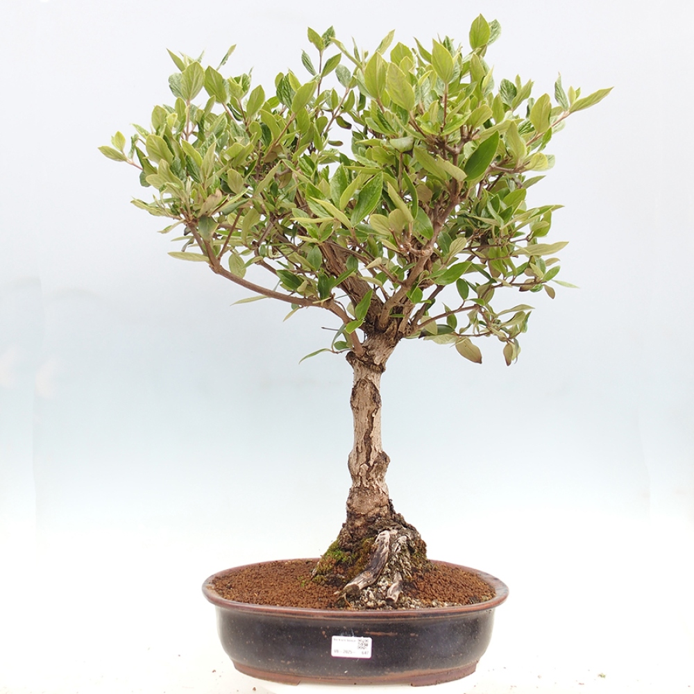 Venkovní bonsai-Kalina Bodnanská - Viburum carlesii hemsi