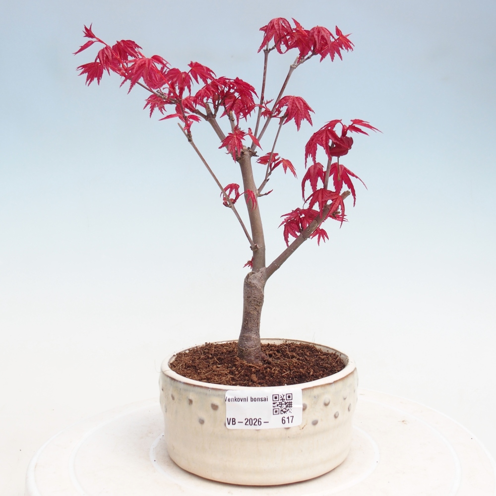 Venkovní bonsai - Javor dlanitolistý - Acer palmatum DESHOJO