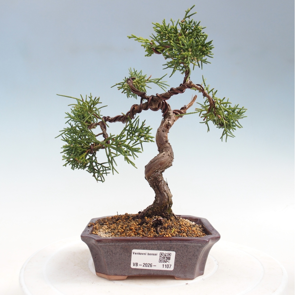 Venkovní bonsai - Juniperus chinensis Kishu -Jalovec čínský