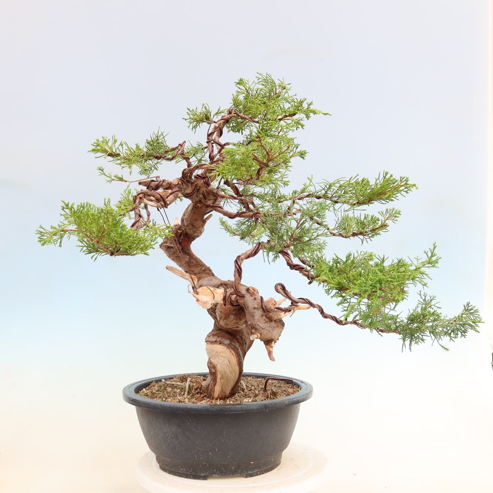 Venkovní bonsai - Juniperus chinensis Itoigawa-Jalovec čínský