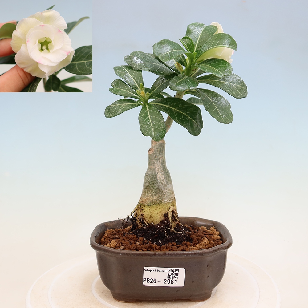 Pokojová bonsai - Adenium obesum roubovaná V.F.S.407  - Pouštní růže