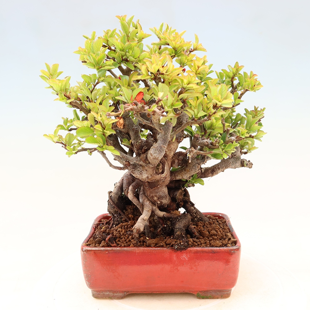 Venkovní  bonsai -  Chaneomeles speciosa Chojubai - Kdoulovec ozdobný