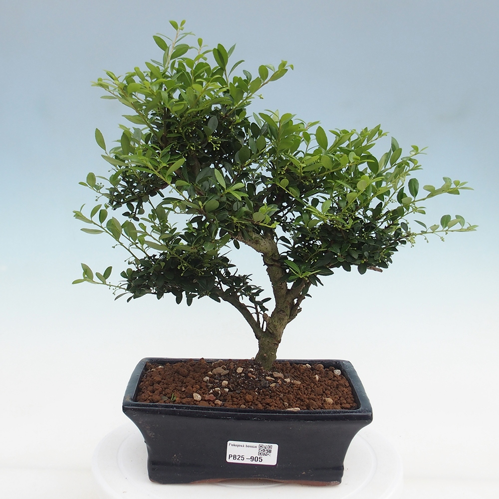 Pokojová bonsai - Ilex crenata - Cesmína