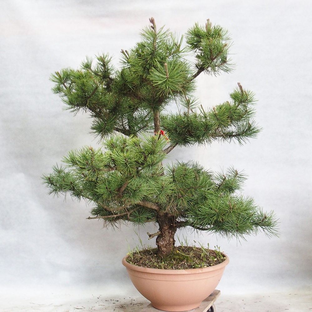 Venkovní bonsai - Pinus Nigra - Borovice černá