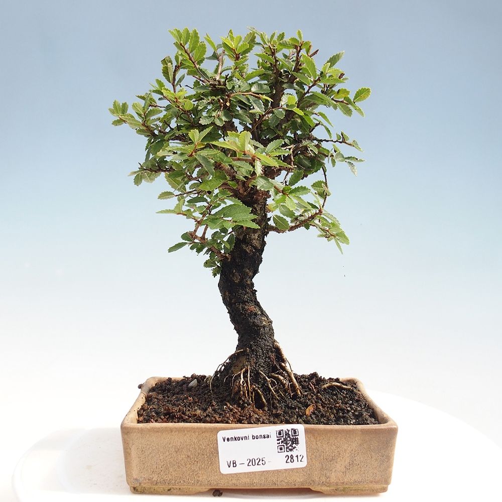 Venkovní bonsai - Zelkova - Zelkova NIRE