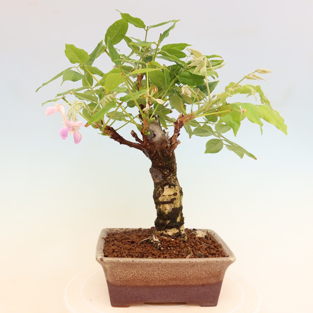 Venkovní bonsai - Vistarie květnatá - Wisteria floribunda