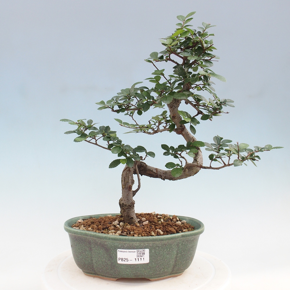 Pokojová bonsai - Ulmus parvifolia - Malolistý jilm