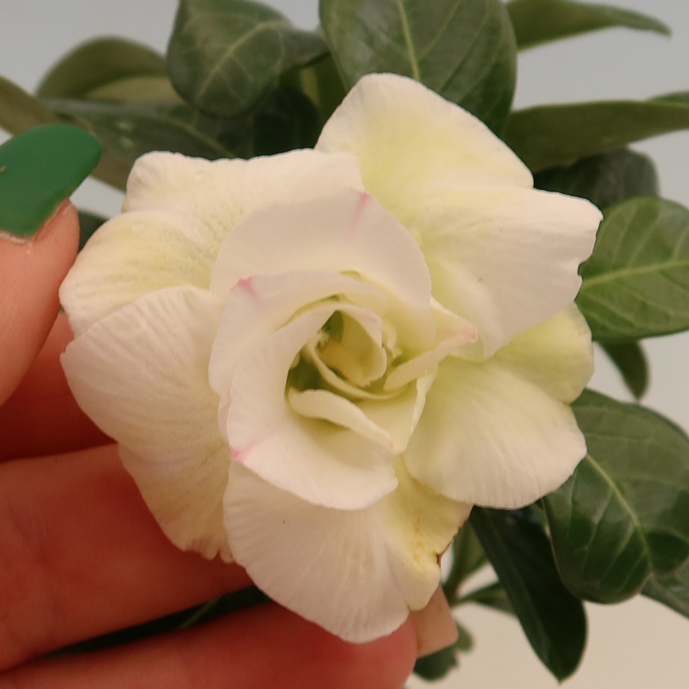 Pokojová bonsai - Adenium obesum roubovaná V.F.S.407  - Pouštní růže