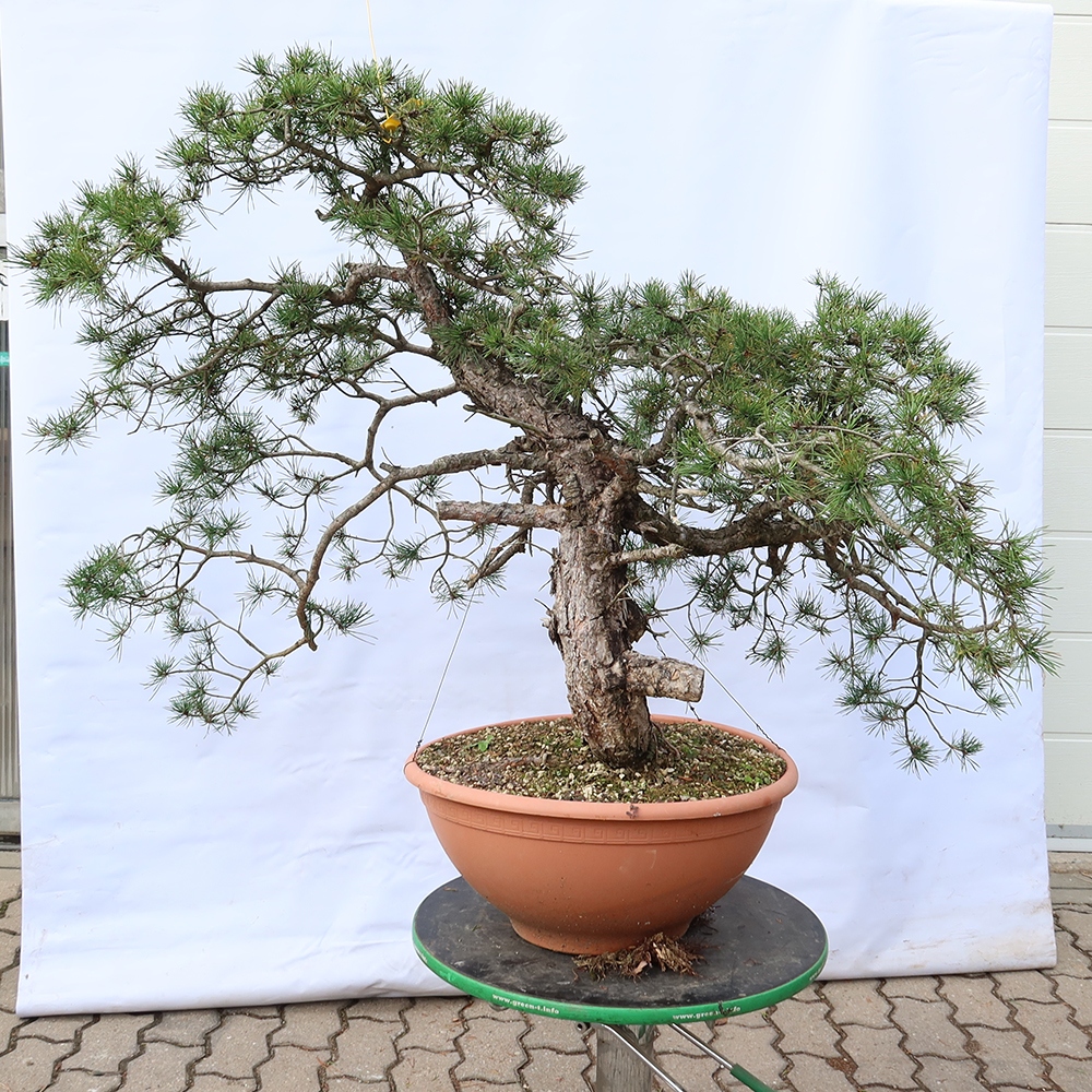Pinus sylvestris Španělsko - borovice lesní