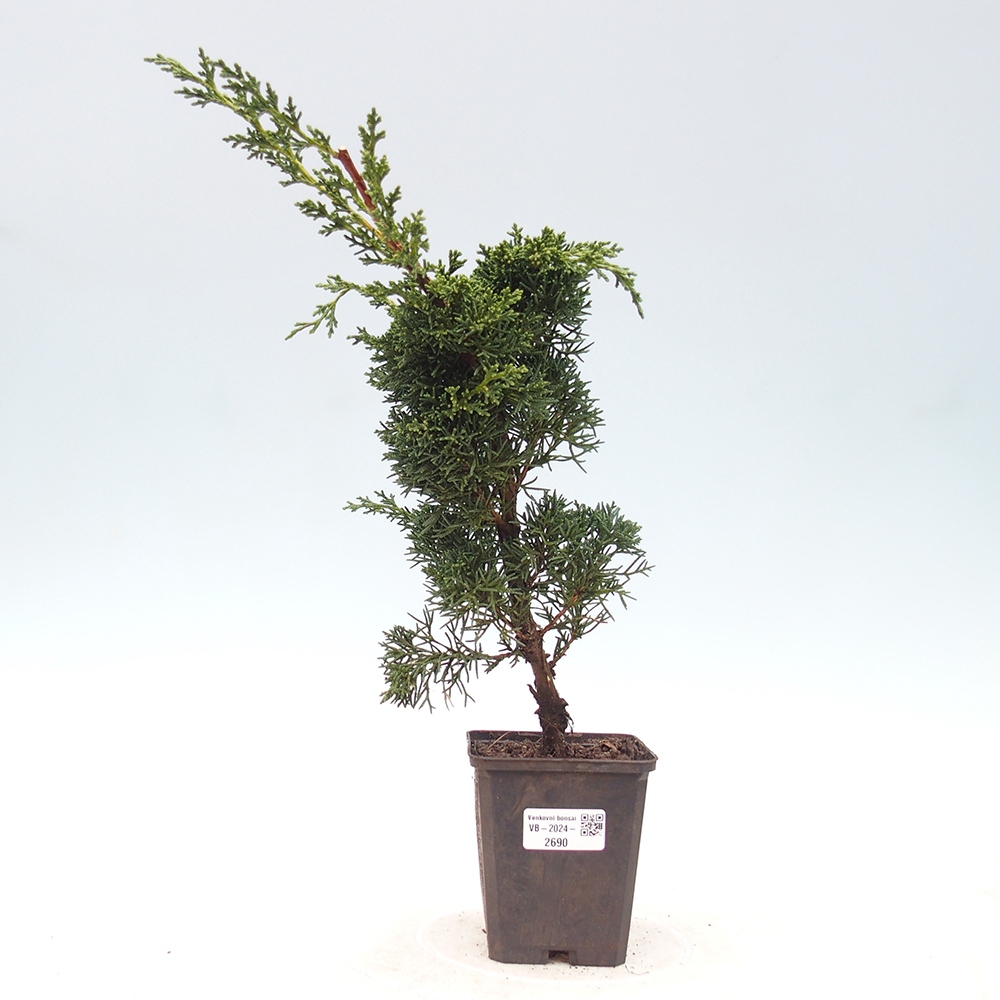 Venkovní bonsai - Juniperus chinensis Kishu -Jalovec čínský