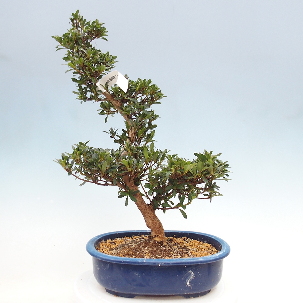Venkovní bonsai - Japonská azalka - Azalea Tateyama-no-Yuki