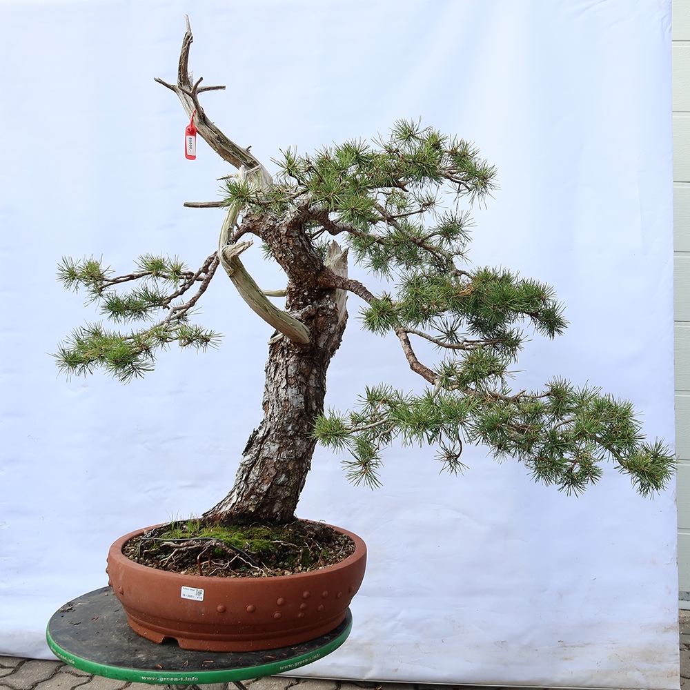 Pinus sylvestris Španělsko - borovice lesní