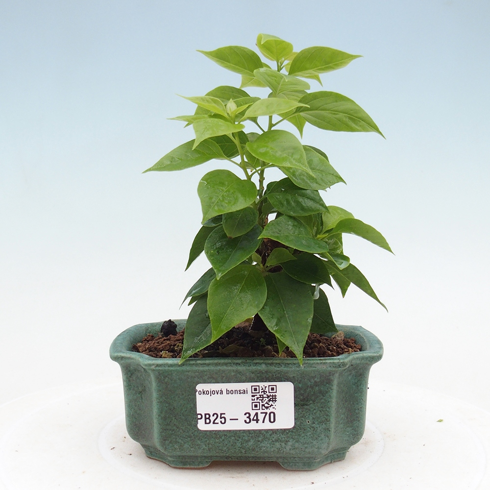 Pokojová bonsai - Bouganwilea