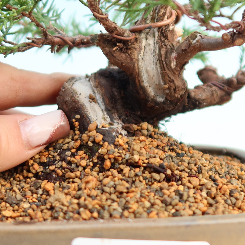 Venkovní bonsai - Juniperus chinensis Itoigawa -Jalovec čínský