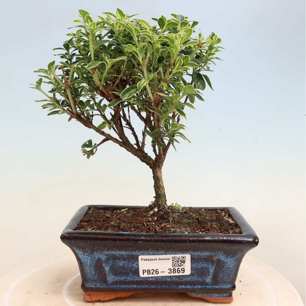 Pokojová bonsai - Serissa foetida Variegata - Strom tisíce hvězd