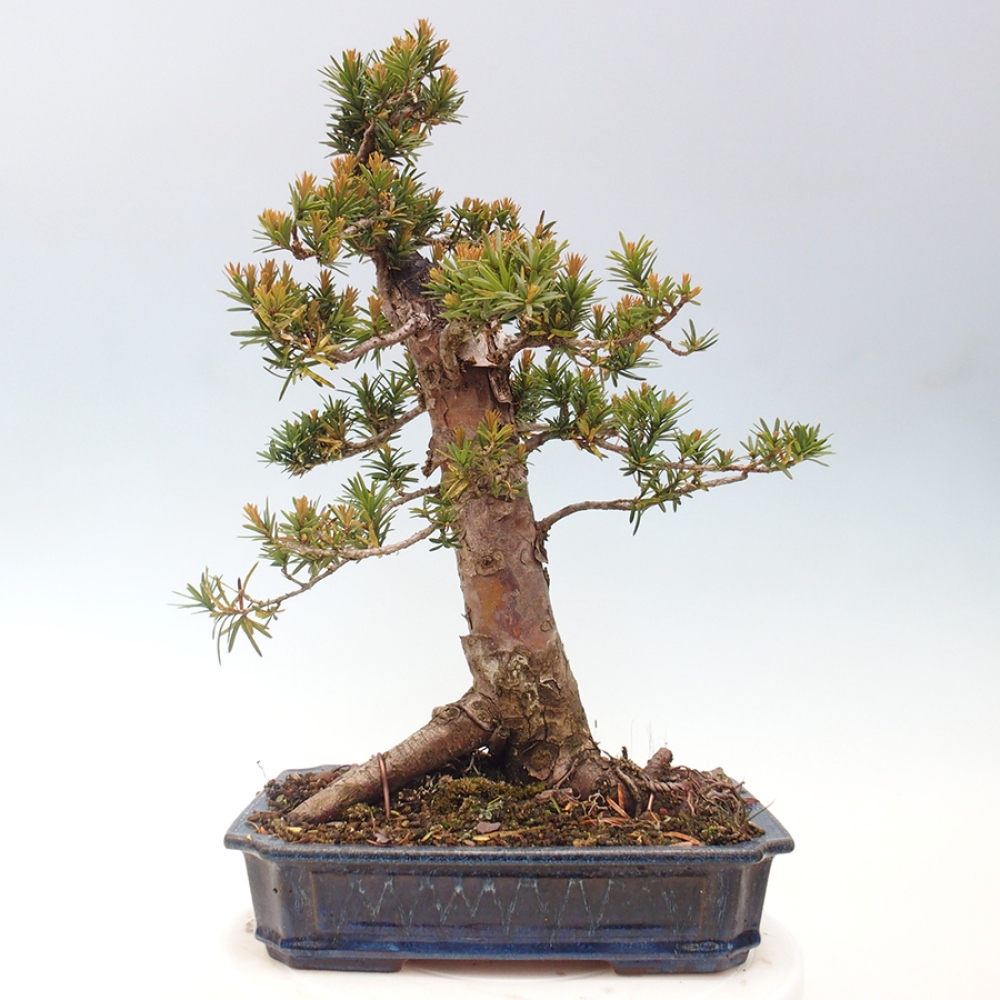 Venkovní bonsai - Taxus cuspidata  - Tis japonský