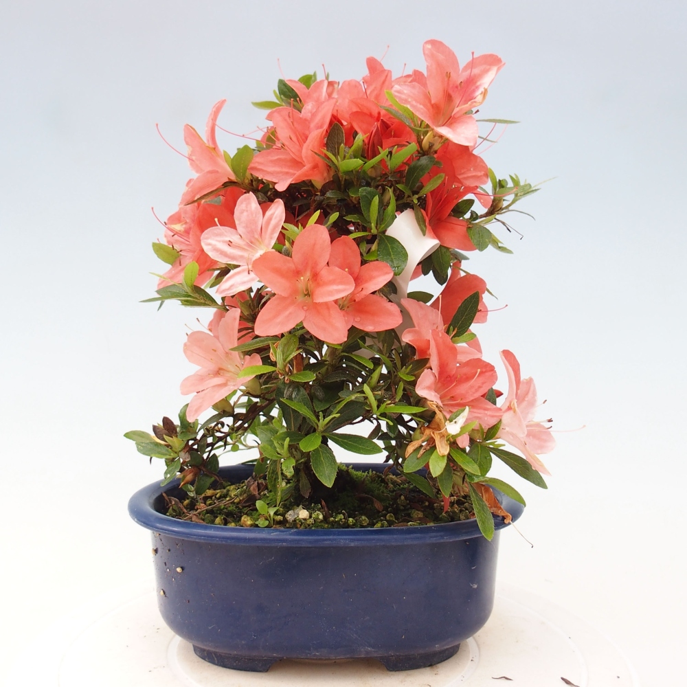Venkovní bonsai - Japonská azalka - Azalea Nikko