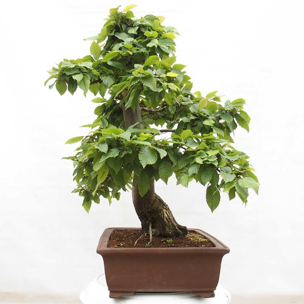 Venkovní bonsai - Habr obecný - Carpinus betulus
