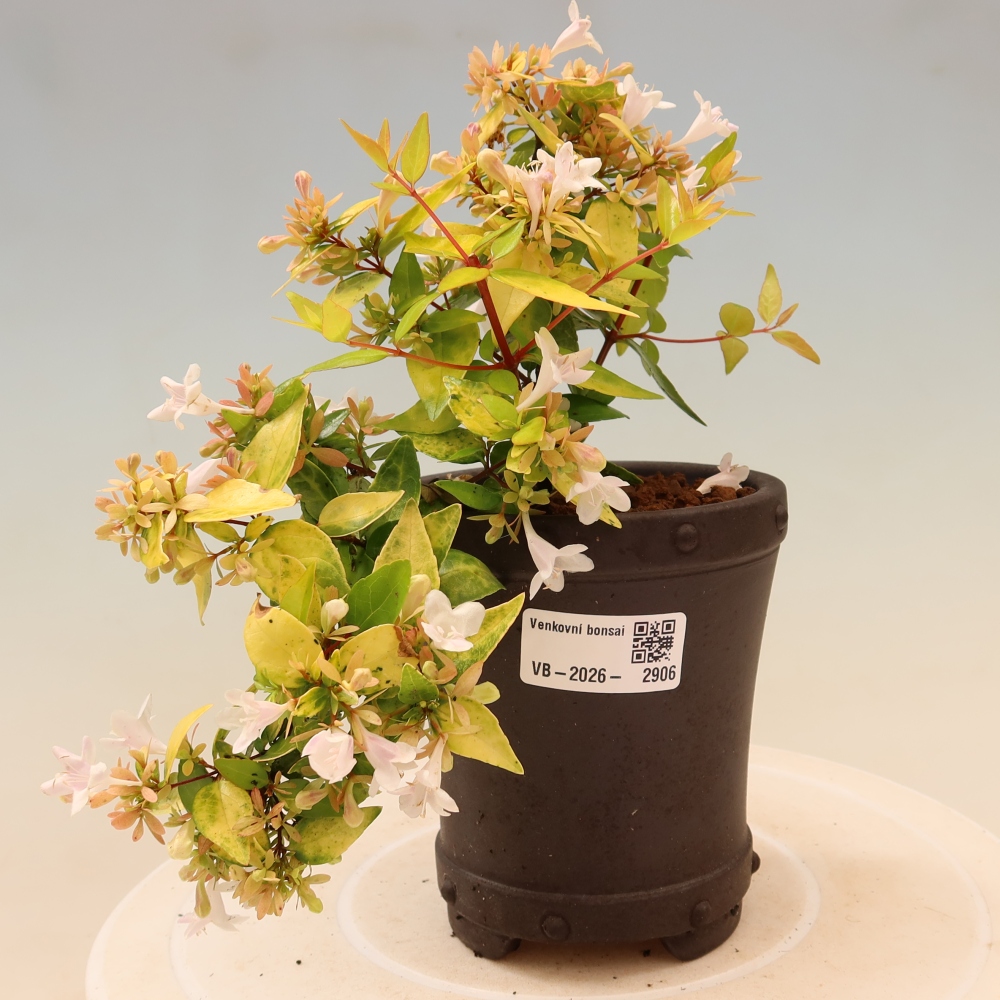 Venkovní bonsai - Abelia gr. Kleidoscope - Abélie velkokvětá