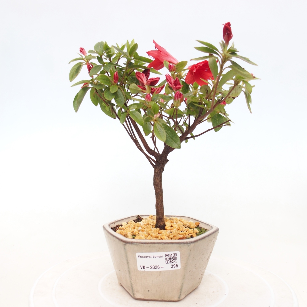 Venkovní bonsai - Japonská azalka - Azalea sp.