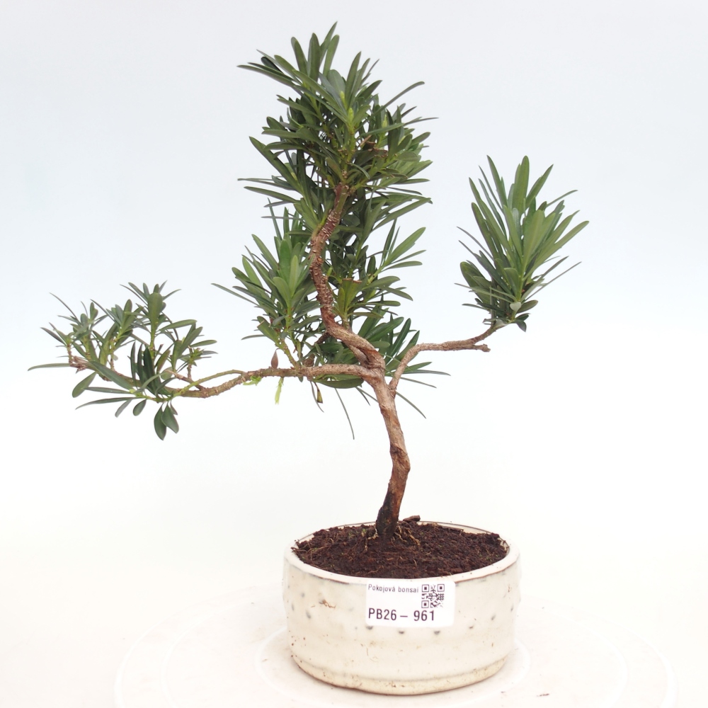 Pokojová bonsai - Podocarpus - Kamenný tis