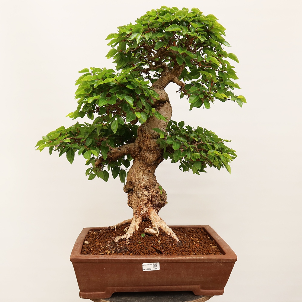 Venkovní bonsai -Carpinus Coreana - Habr korejský