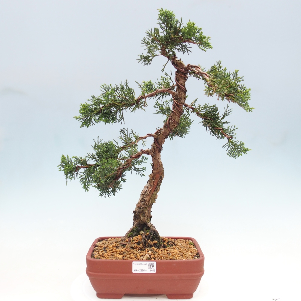 Venkovní bonsai - Juniperus chinensis Kishu -Jalovec čínský